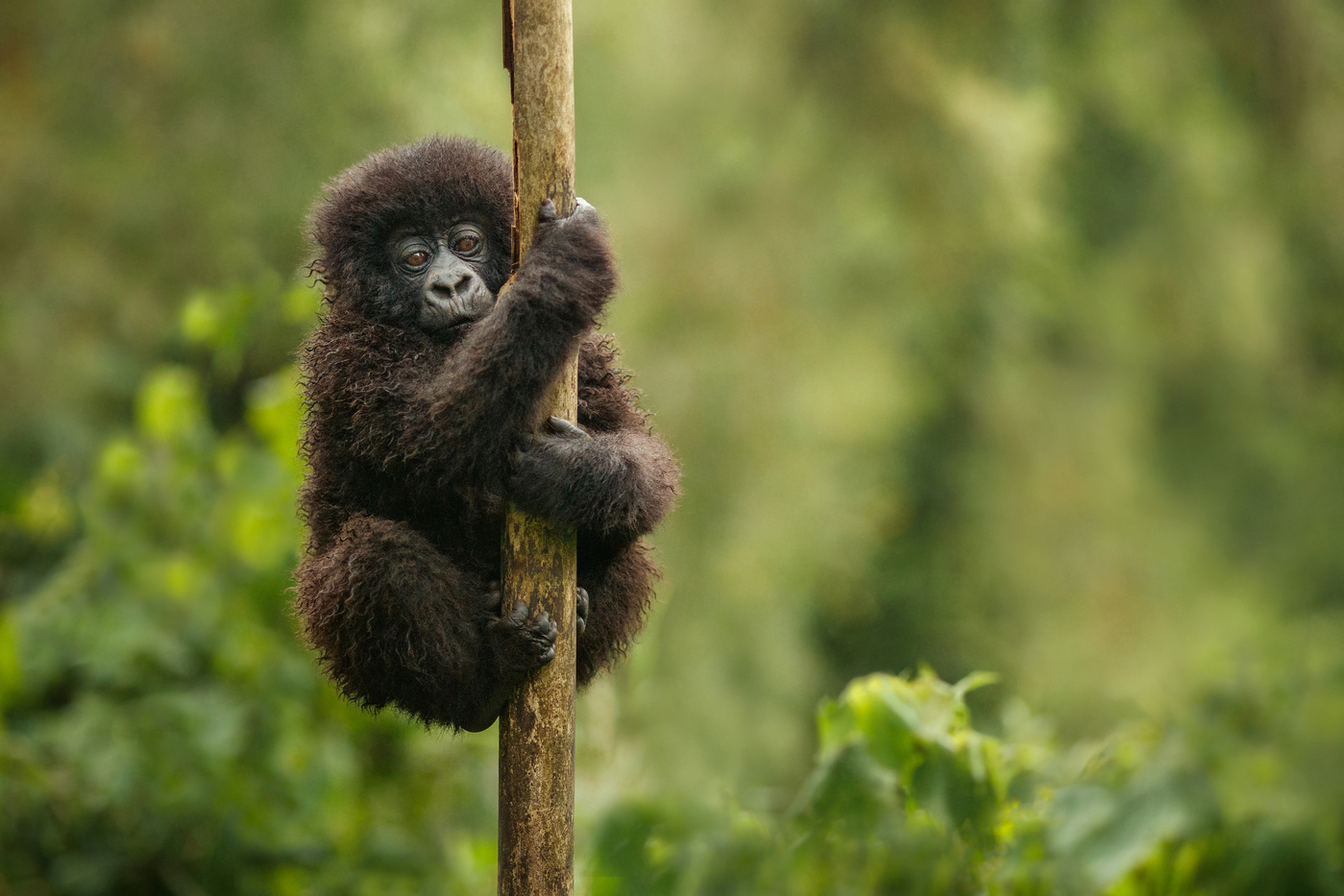 Wild mountain gorilla in the nature habitat.